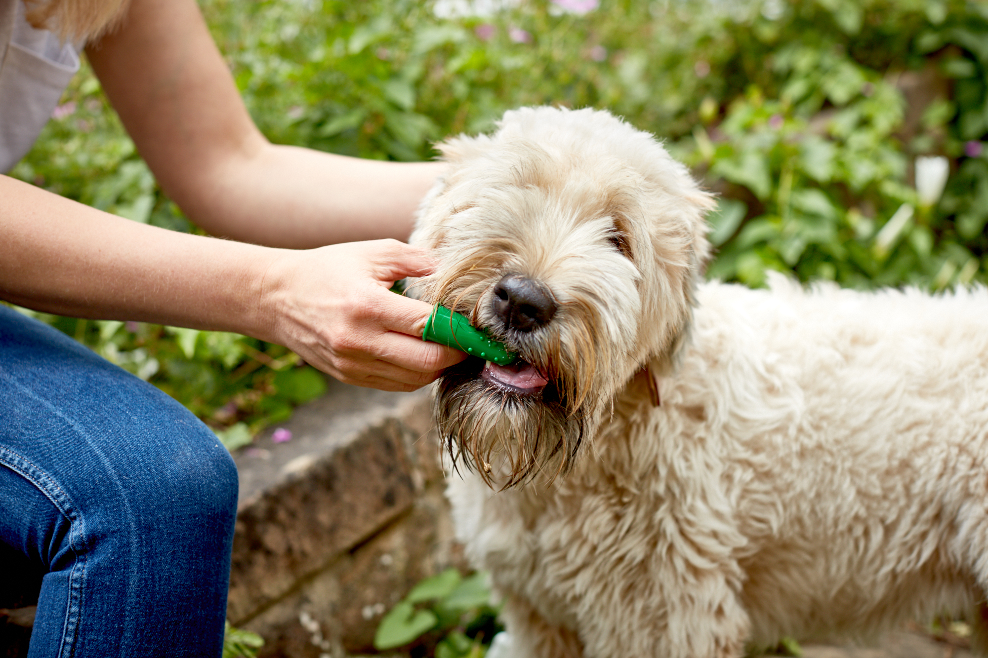 Vet's Best Silicone Finger Brushes for Dogs - 5 pack Vet's Best Silicone Finger Brushes for Dogs - 5 pack