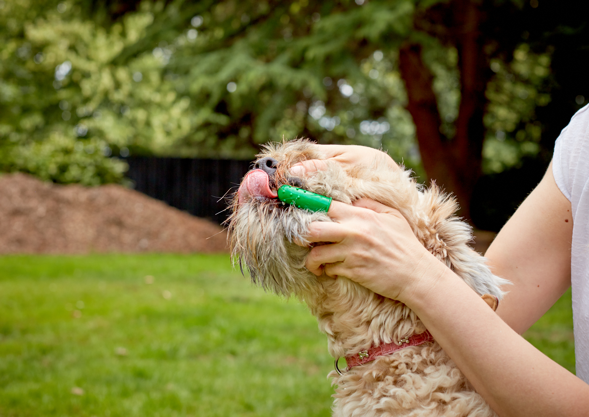 Vet's Best Silicone Finger Brushes for Dogs - 5 pack Vet's Best Silicone Finger Brushes for Dogs - 5 pack